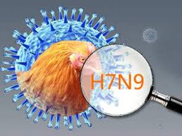 Cúm H7N9 - Hình ảnh minh họa